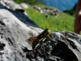 /album/natur/a06-grasshupfer-bearb-jpg/